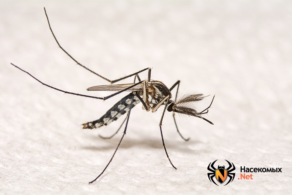 Откуда появляются комары в квартире?